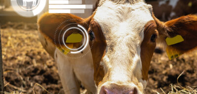 ¿Puede una vaca ser una plataforma IoT?